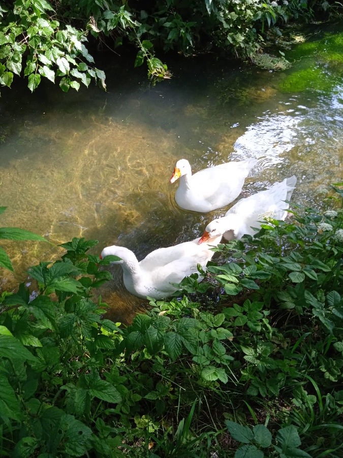 Swan swimming in the river 🦢