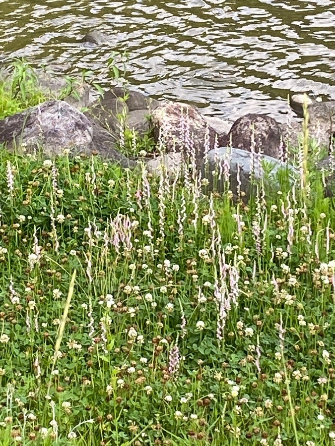 ねじり花🌸