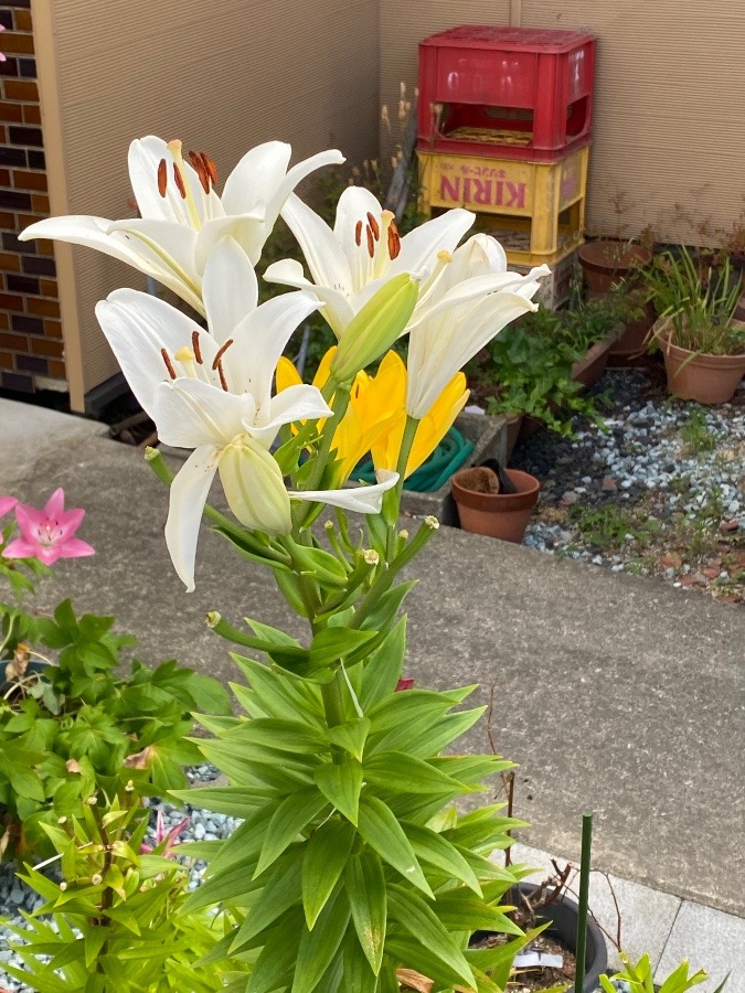 隣りの家の花🌸🌸❗️