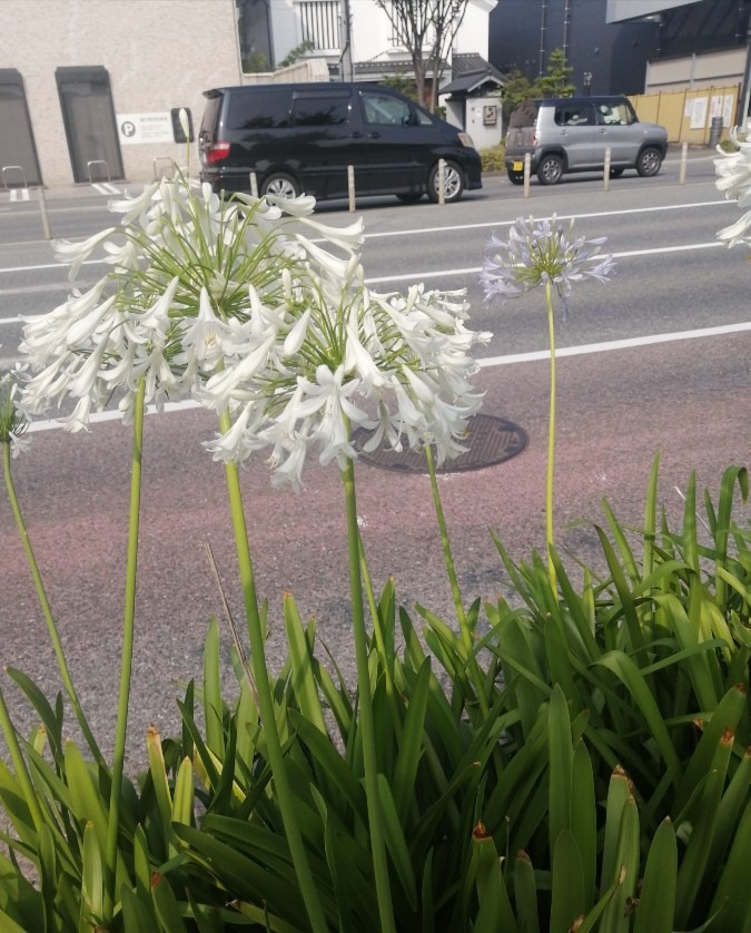 路上の花『白いアガパンサス』
