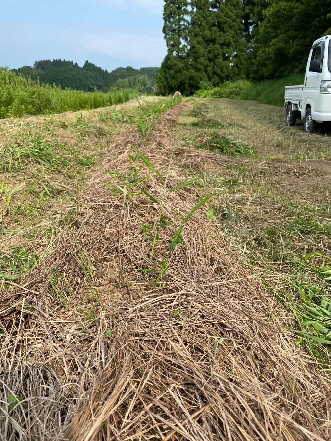 生姜が見えました❣️