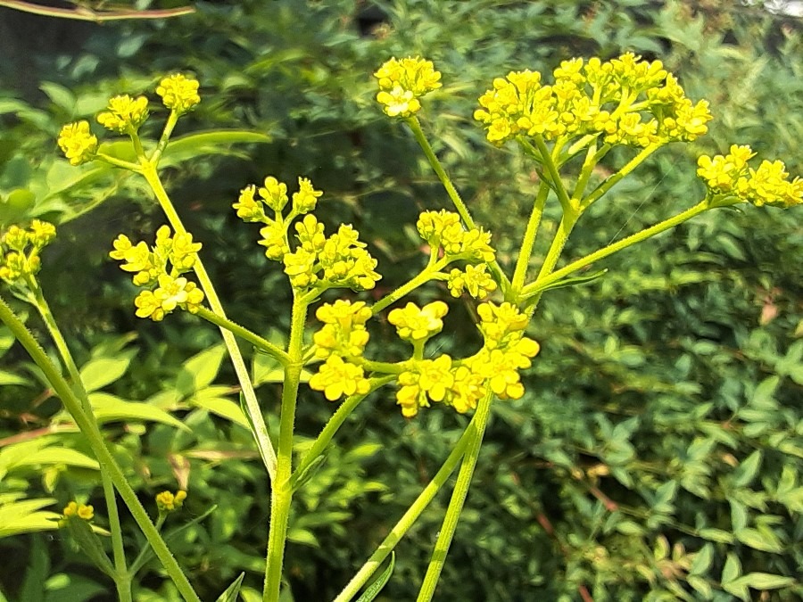 我が家の花(オミナエシ🌼)