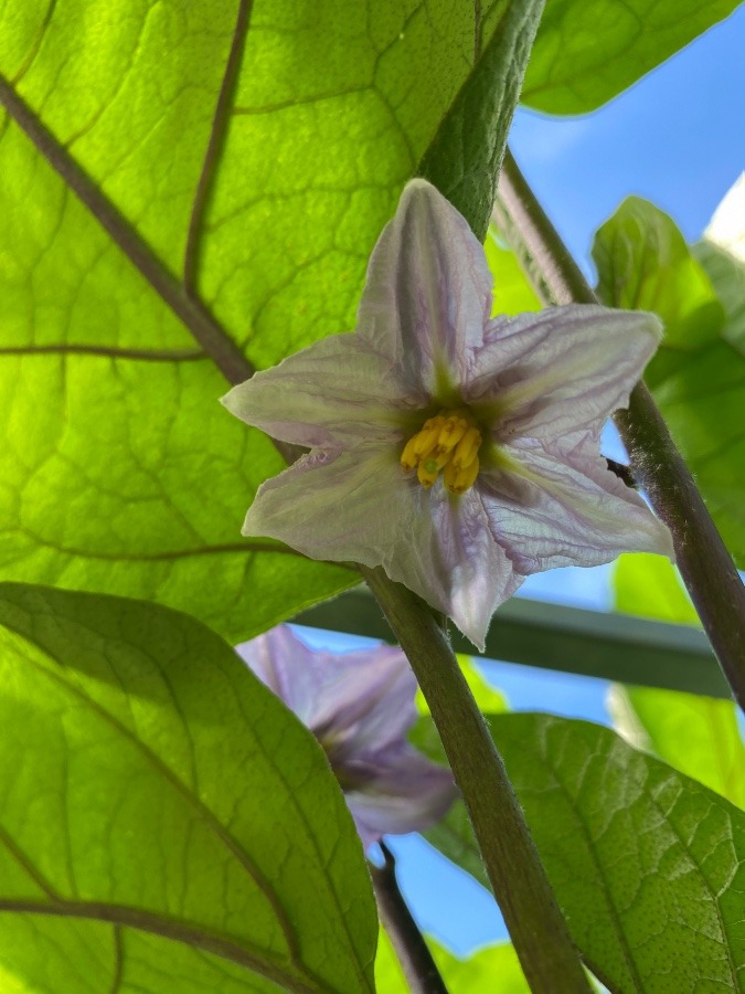 茄子の花満開