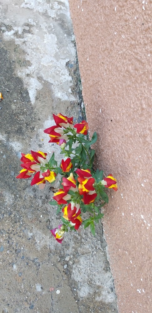 花のド根性　でもきれいよ🌺