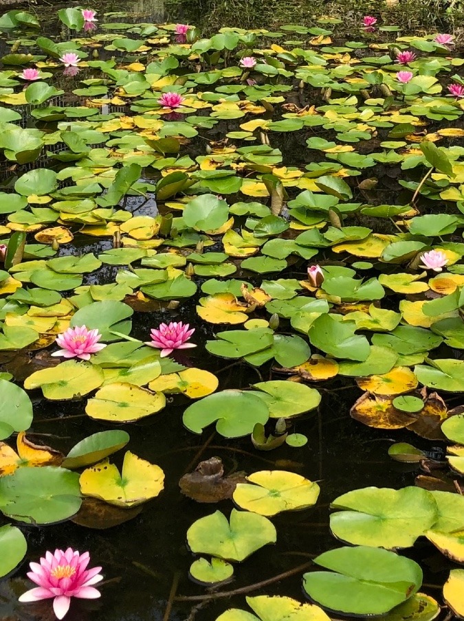 素敵だなあ🌸