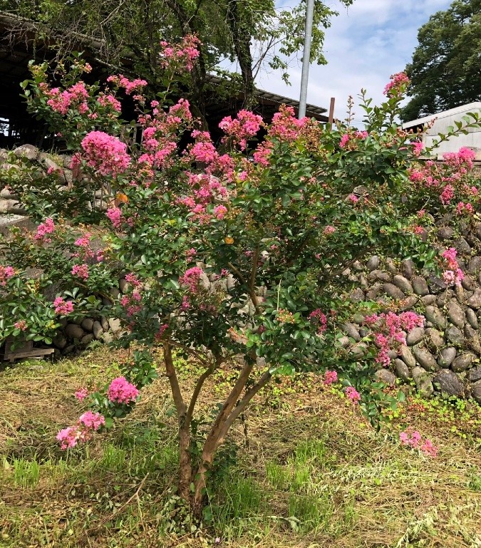 小さな木🌸