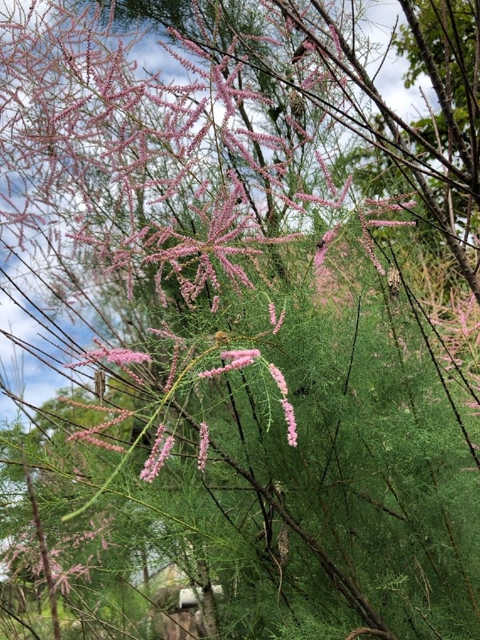 楊貴妃の愛でた花🌸