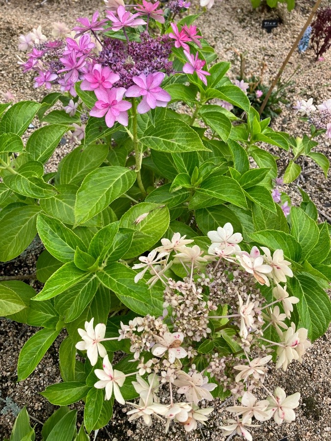 紫陽花の色変化　(ダンスパーティ)