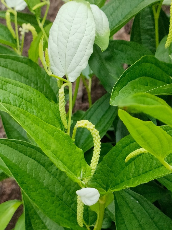 今日は、半夏生