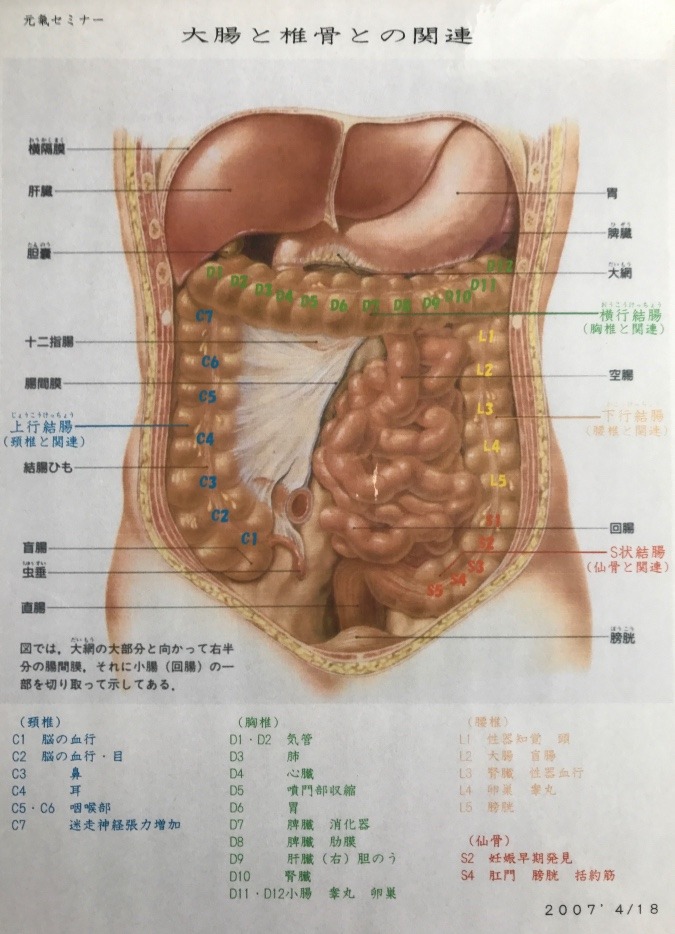 ✨大腸と背骨の関連✨