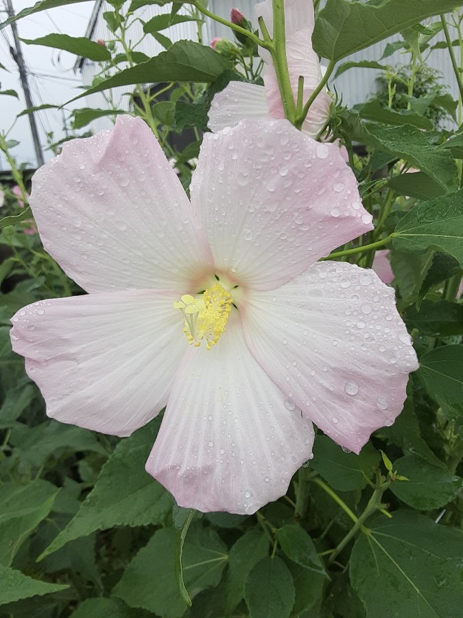 我が家の花(フヨウ🌼)