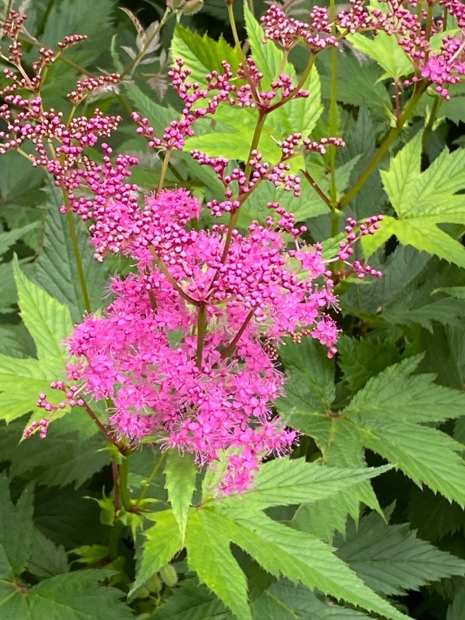 霞城公園の花🌸‼️