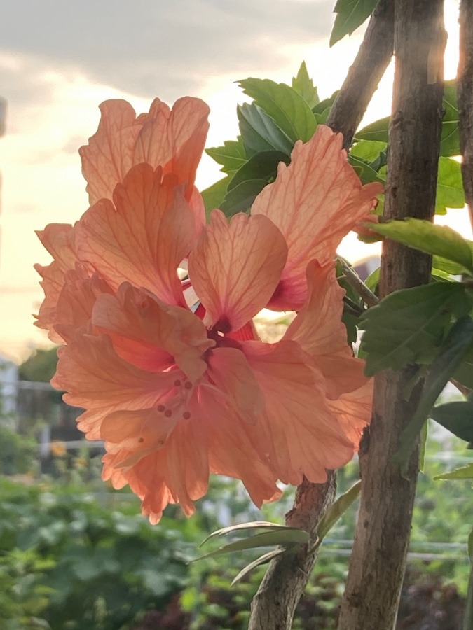 夕日を浴びる🌺