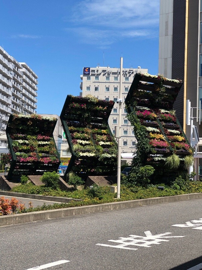 新しい　花壇❓　珍しい