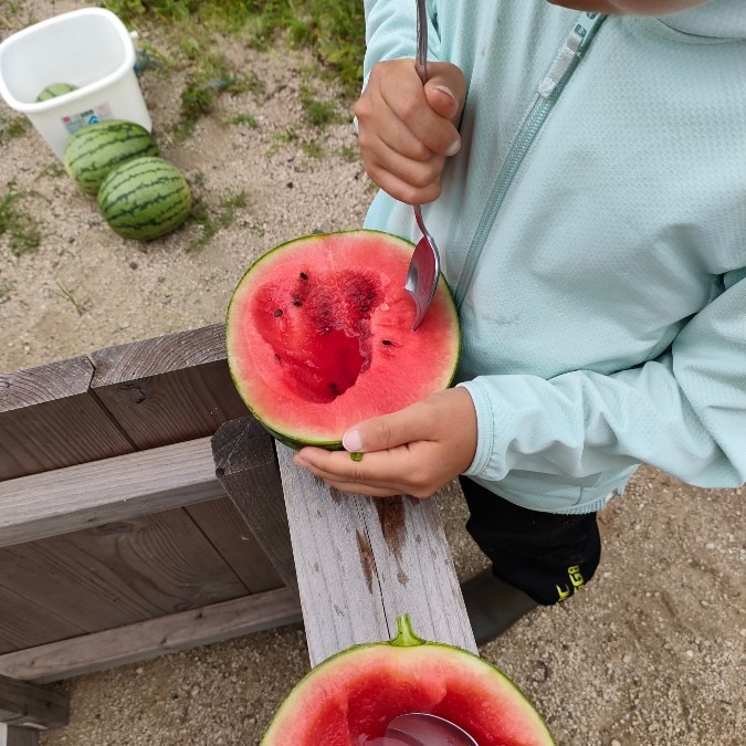 一番小さいスイカ🍉