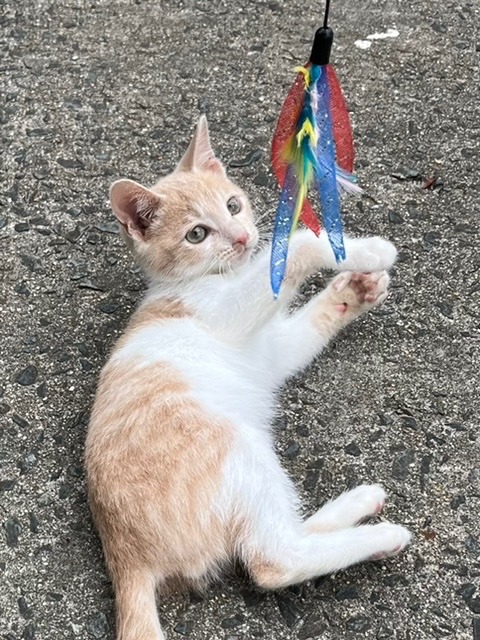 ちーかま🐈です（２ヶ月）