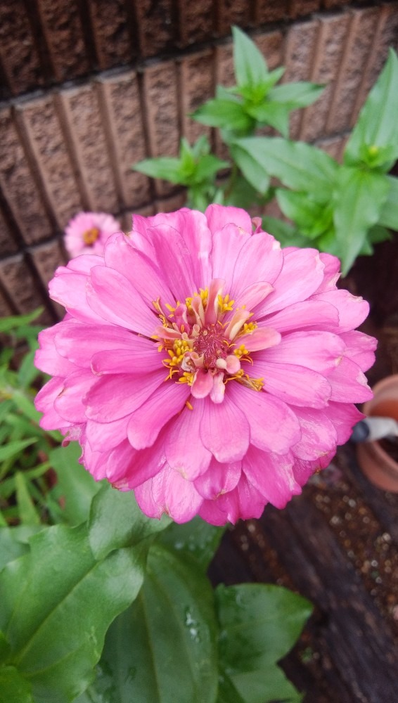 ピンクのお花です！