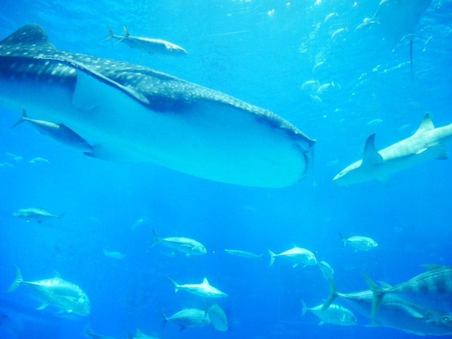 【沖縄本部】美ら海水族館