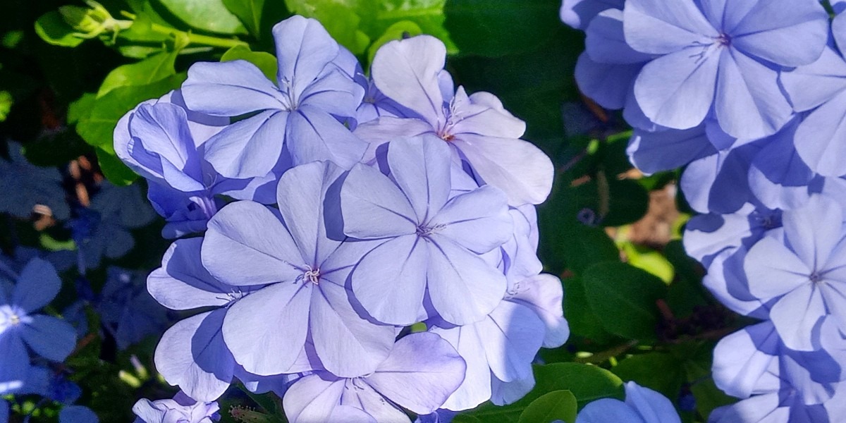 島の花🌺