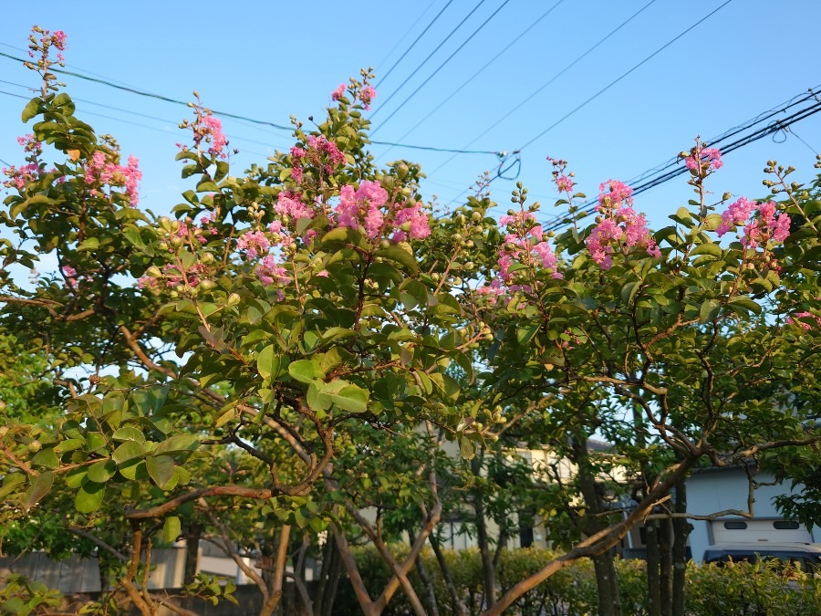 💐　家の庭　💐