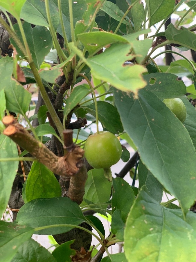 林檎🍎🍏の実が…