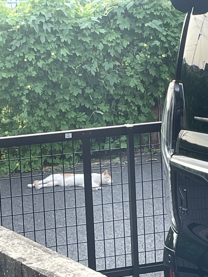 近所の猫(=^x^=)