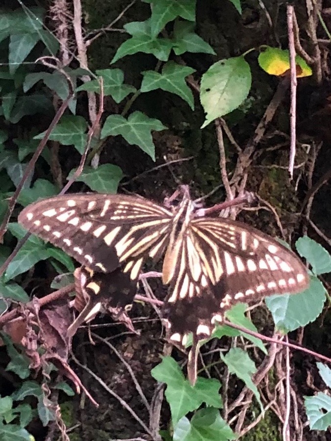 🦋種類が沢山‼️