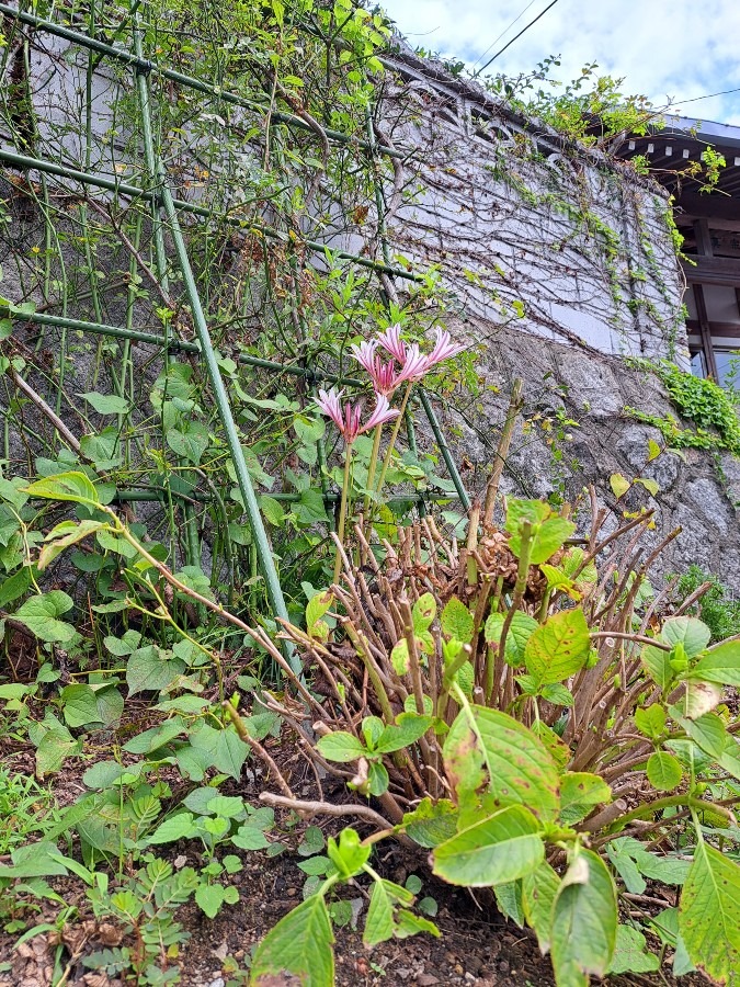 いつのまに❗配達先で見かけた花💠