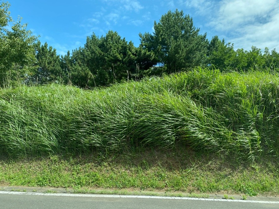 風に揺れる草