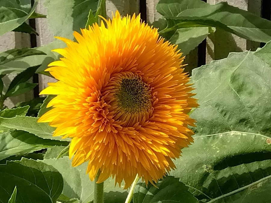 花びらがたくさん🌻