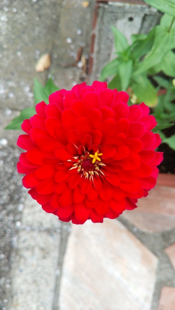 お花です！