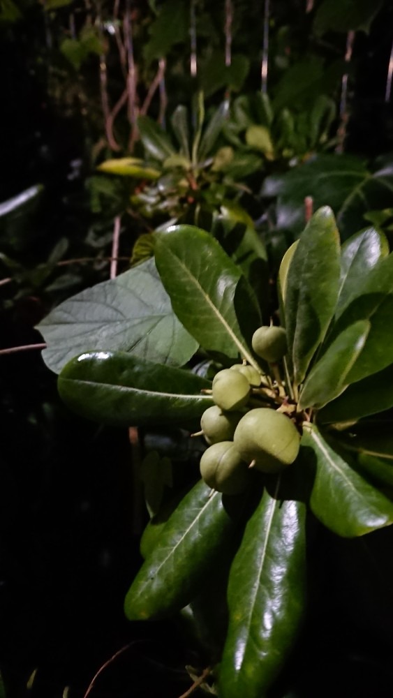 ❇️以前撮った植物❇️