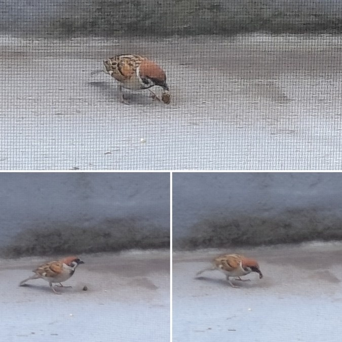 スズメちゃんがーー