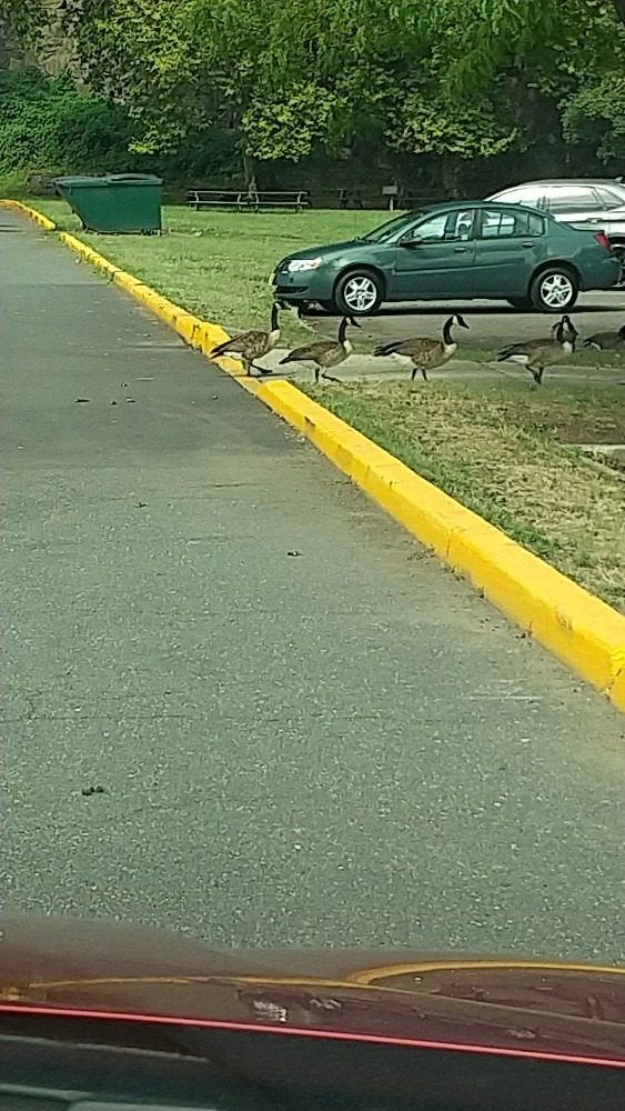 道路を横断する、鴨ちゃん。