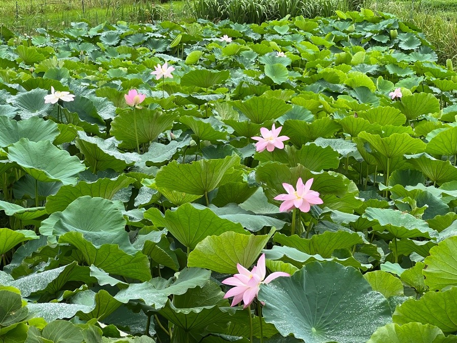 蓮の花