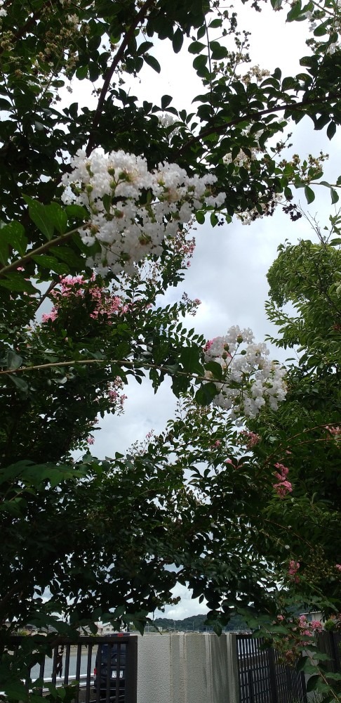 花　サルスベリ白をみっけ🌸