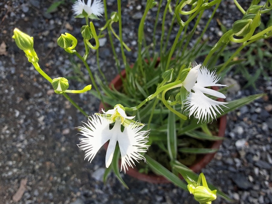 我が家の花(サギソウ)🌼