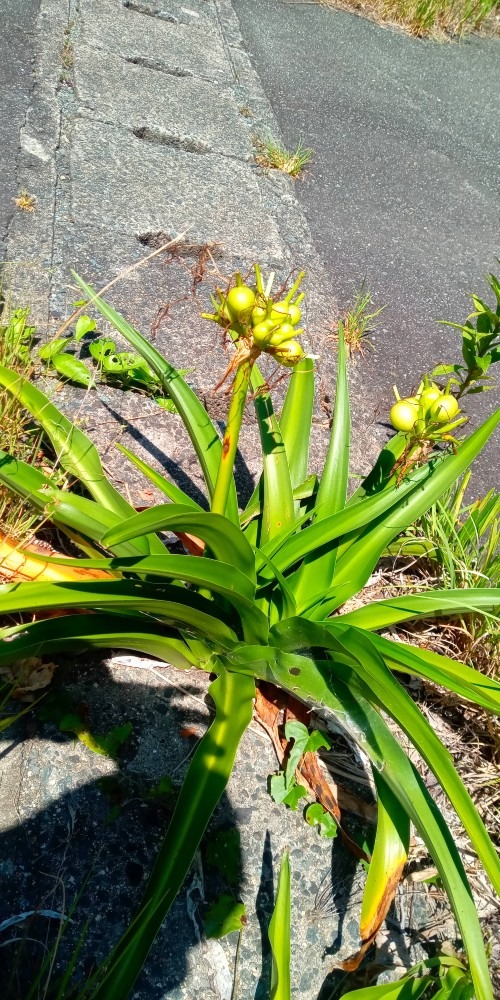 島の花🌺