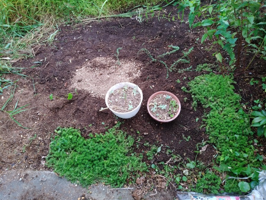 お庭の除草作業😄❗　まさか🌱😨❗④