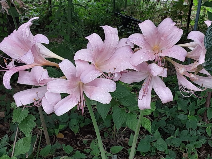 我が家の花(ナツヅイセン🌼)