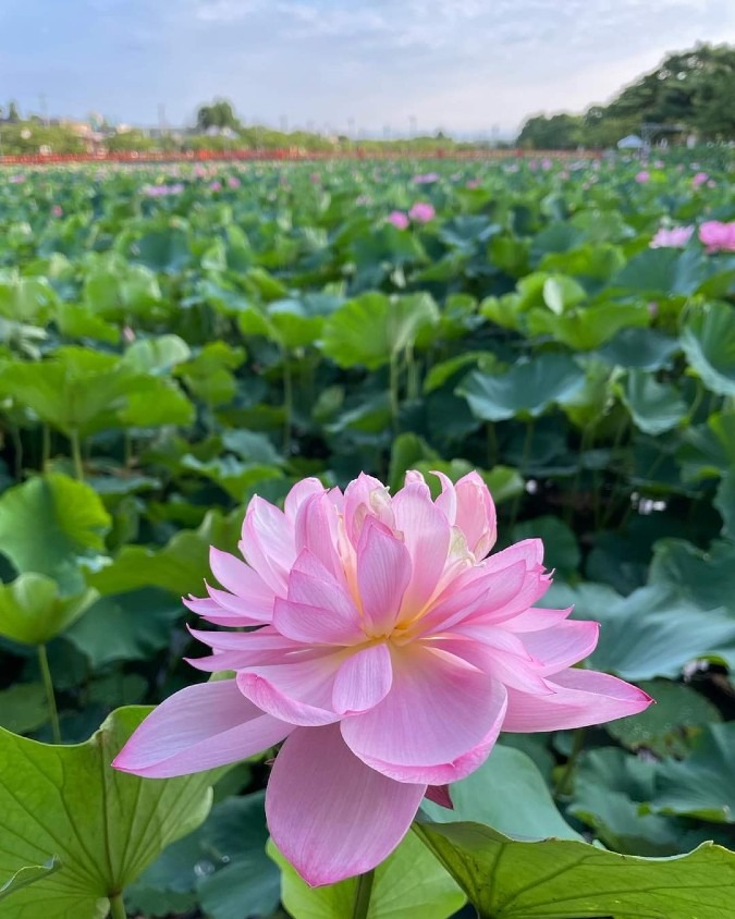 高田城址公園の蓮