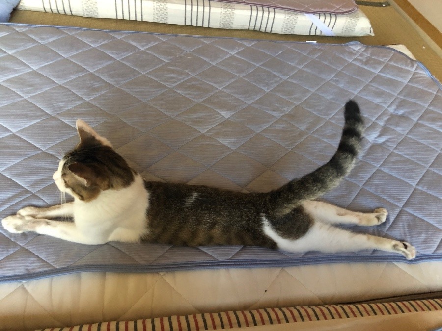 伸びすぎ〜