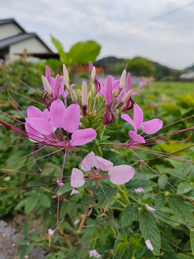 8/18　誕生花