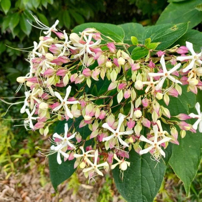 クサギの花（臭木）