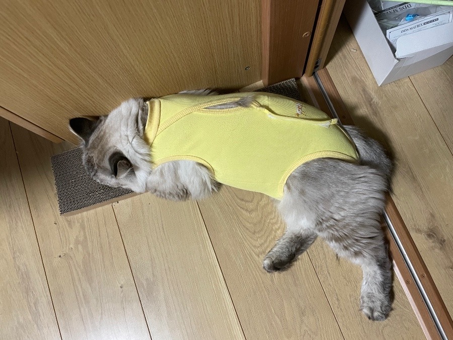 今夜の猫の寝る姿