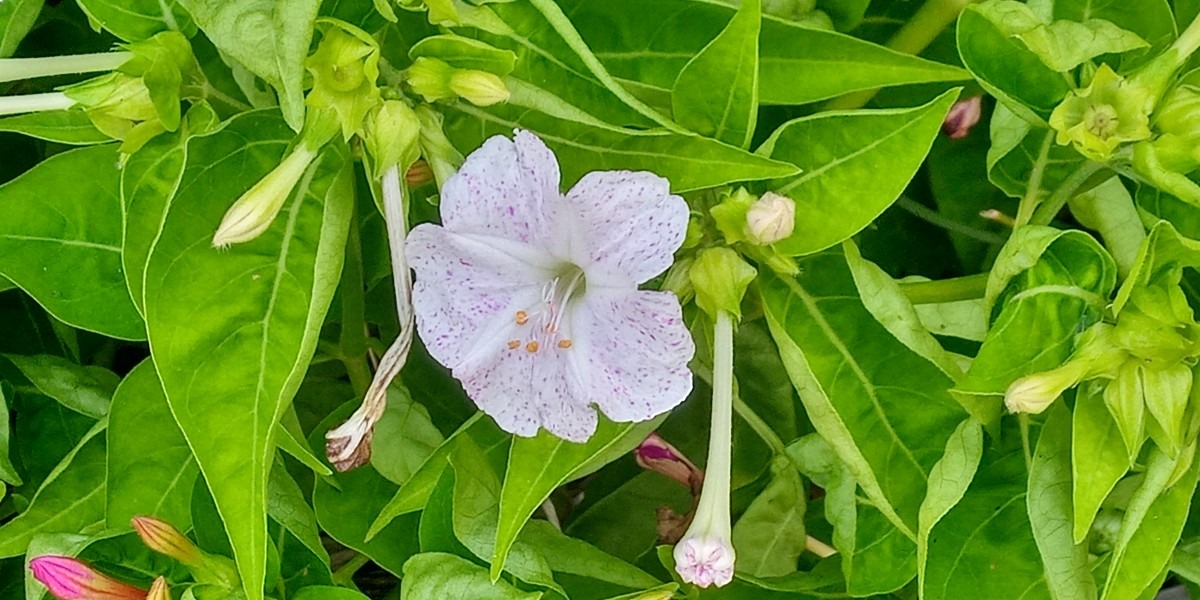 島の花🌺