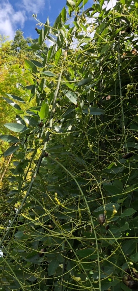 縁起の良い木に🌿