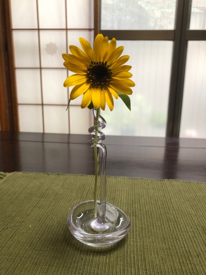 ちょーミニなひまわり🌻