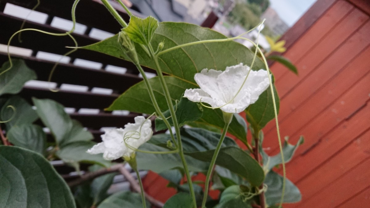 花が好き🌸