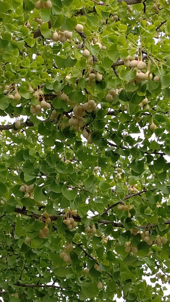 銀杏のよう🍀